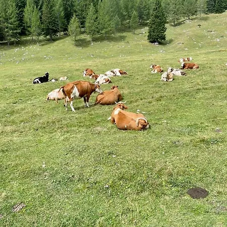 Surrounded By A Breathtaking Panorama! Cortina 4+2 Beds, Two Bathrooms On Two Floors Cortina d'Ampezzo
